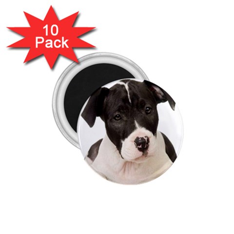 American Staffordshire Puppy 1.75  Magnet (10 pack) from ArtsNow.com Front