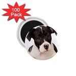 American Staffordshire Puppy 1.75  Magnet (100 pack)