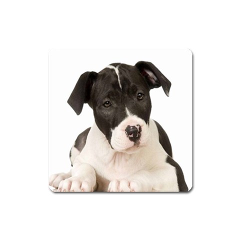 American Staffordshire Puppy Magnet (Square) from ArtsNow.com Front