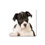 American Staffordshire Puppy Magnet (Square)