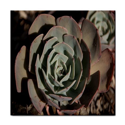 Succulent Green Pink Rosettes Tile Coasters from ArtsNow.com Front