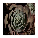 Succulent Green Pink Rosettes Tile Coasters