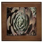 Succulent Green Pink Rosettes Framed Tiles