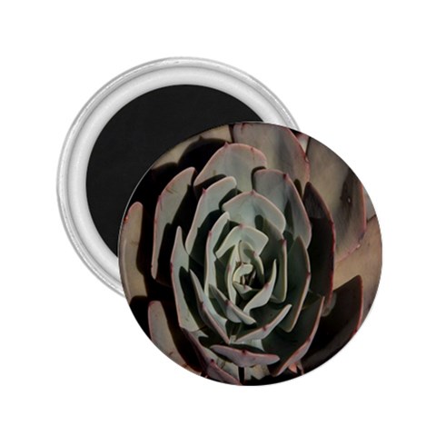 Succulent Green Pink Rosettes 2.25  Magnets from ArtsNow.com Front