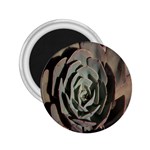 Succulent Green Pink Rosettes 2.25  Magnets