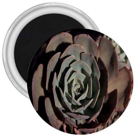 Succulent Green Pink Rosettes 3  Magnets from ArtsNow.com Front