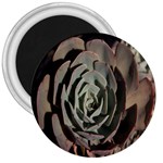 Succulent Green Pink Rosettes 3  Magnets