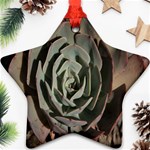 Succulent Green Pink Rosettes Ornament (Star)