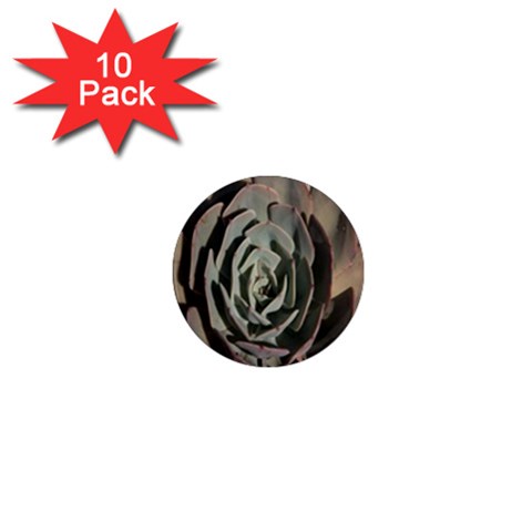 Succulent Green Pink Rosettes 1  Mini Magnet (10 pack)  from ArtsNow.com Front