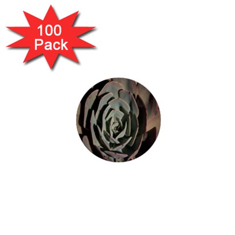 Succulent Green Pink Rosettes 1  Mini Buttons (100 pack)  from ArtsNow.com Front