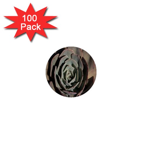 Succulent Green Pink Rosettes 1  Mini Magnets (100 pack)  from ArtsNow.com Front