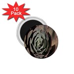 Succulent Green Pink Rosettes 1.75  Magnets (10 pack) 
