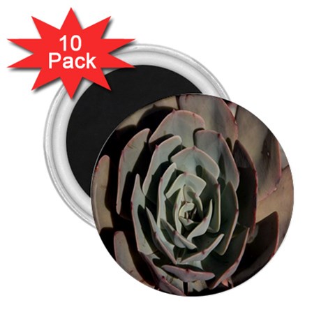 Succulent Green Pink Rosettes 2.25  Magnets (10 pack)  from ArtsNow.com Front