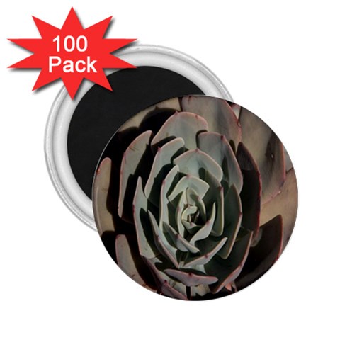 Succulent Green Pink Rosettes 2.25  Magnets (100 pack)  from ArtsNow.com Front