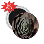 Succulent Green Pink Rosettes 2.25  Magnets (100 pack) 