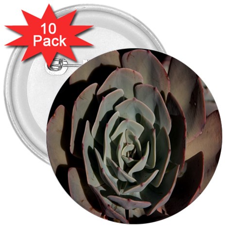 Succulent Green Pink Rosettes 3  Buttons (10 pack)  from ArtsNow.com Front