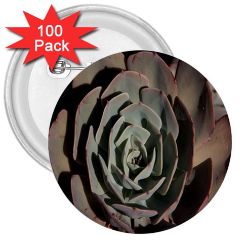 Succulent Green Pink Rosettes 3  Buttons (100 pack)  from ArtsNow.com Front