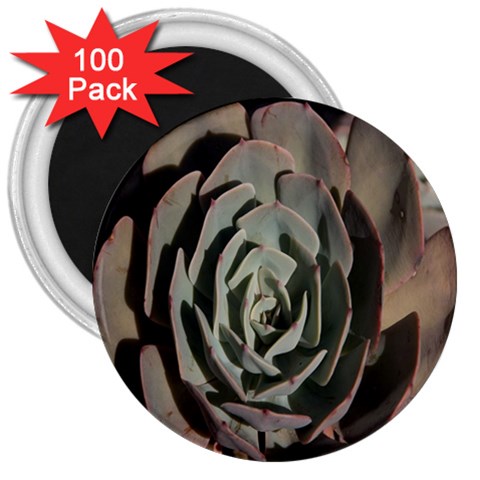 Succulent Green Pink Rosettes 3  Magnets (100 pack) from ArtsNow.com Front