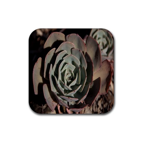 Succulent Green Pink Rosettes Rubber Coaster (Square)  from ArtsNow.com Front