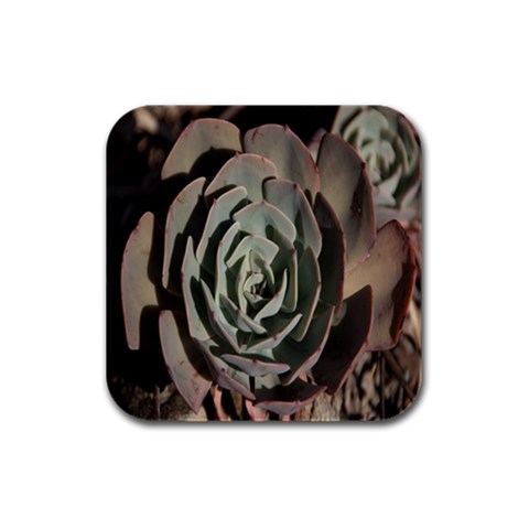 Succulent Green Pink Rosettes Rubber Square Coaster (4 pack)  from ArtsNow.com Front
