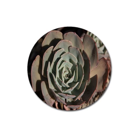 Succulent Green Pink Rosettes Magnet 3  (Round) from ArtsNow.com Front