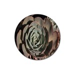 Succulent Green Pink Rosettes Magnet 3  (Round)