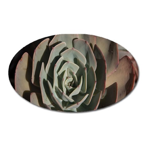 Succulent Green Pink Rosettes Oval Magnet from ArtsNow.com Front