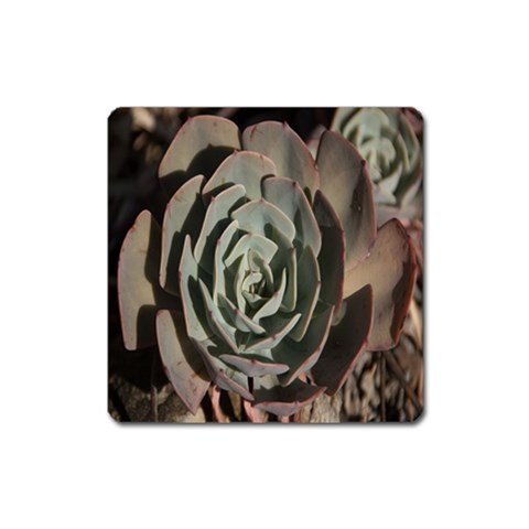 Succulent Green Pink Rosettes Square Magnet from ArtsNow.com Front