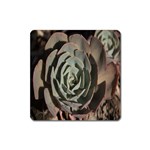 Succulent Green Pink Rosettes Square Magnet