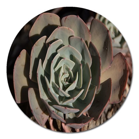 Succulent Green Pink Rosettes Magnet 5  (Round) from ArtsNow.com Front