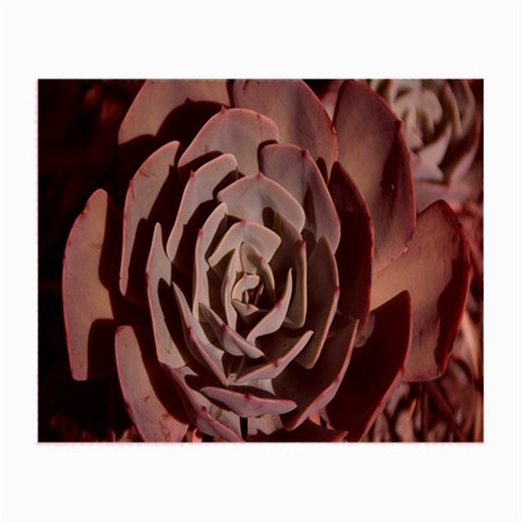 Succulent Green Pink Rosettes Small Glasses Cloth from ArtsNow.com Front