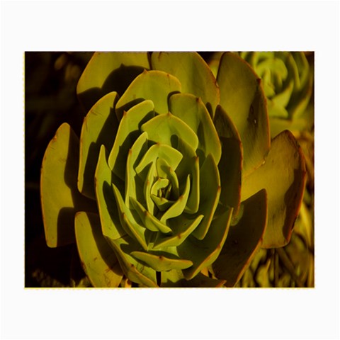 Succulent Green Pink Rosettes Small Glasses Cloth from ArtsNow.com Front