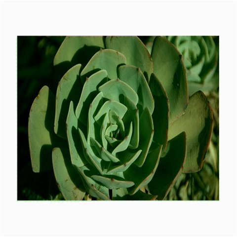 Succulent Green Pink Rosettes Small Glasses Cloth from ArtsNow.com Front