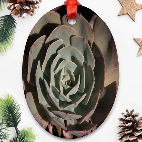 Succulent Green Pink Rosettes Oval Ornament (Two Sides) from ArtsNow.com Front
