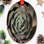 Succulent Green Pink Rosettes Oval Ornament (Two Sides)