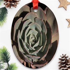 Succulent Green Pink Rosettes Oval Ornament (Two Sides) from ArtsNow.com Back