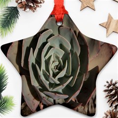 Succulent Green Pink Rosettes Star Ornament (Two Sides) from ArtsNow.com Back