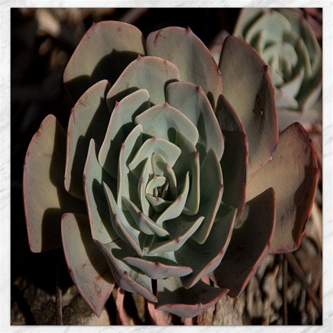 Succulent Green Pink Rosettes Canvas 12  x 12   from ArtsNow.com 11.4 x11.56  Canvas - 1