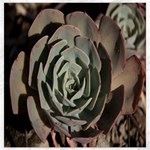 Succulent Green Pink Rosettes Canvas 12  x 12  