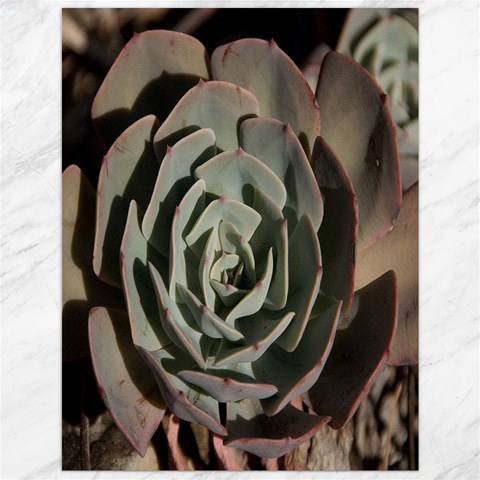 Succulent Green Pink Rosettes Canvas 12  x 16   from ArtsNow.com 11.86 x15.41  Canvas - 1