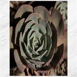 Succulent Green Pink Rosettes Canvas 12  x 16  