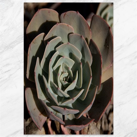 Succulent Green Pink Rosettes Canvas 12  x 18   from ArtsNow.com 11.88 x17.36  Canvas - 1