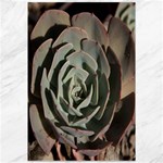 Succulent Green Pink Rosettes Canvas 12  x 18  