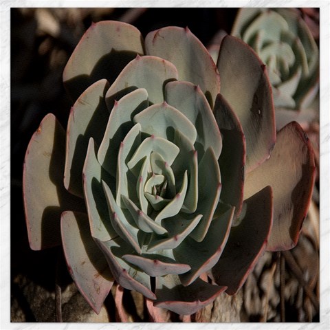 Succulent Green Pink Rosettes Canvas 16  x 16   from ArtsNow.com 15.2 x15.41  Canvas - 1