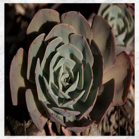Succulent Green Pink Rosettes Canvas 20  x 20   from ArtsNow.com 19 x19.27  Canvas - 1