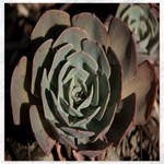 Succulent Green Pink Rosettes Canvas 20  x 20  