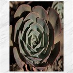Succulent Green Pink Rosettes Canvas 18  x 24  
