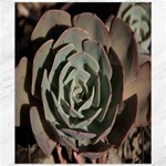 Succulent Green Pink Rosettes Canvas 20  x 24  