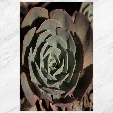 Succulent Green Pink Rosettes Canvas 24  x 36  from ArtsNow.com 23.35 x34.74  Canvas - 1