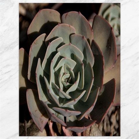 Succulent Green Pink Rosettes Canvas 36  x 48   from ArtsNow.com 35.26 x46.15  Canvas - 1